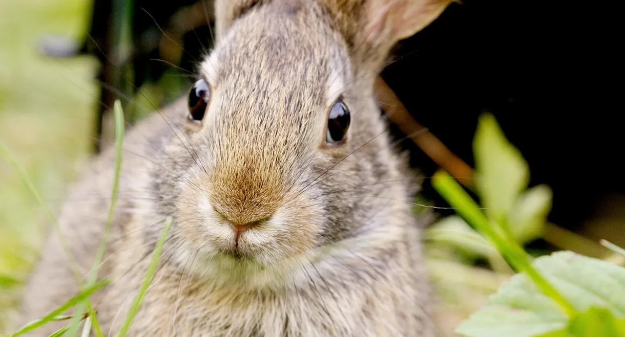 Remarkable Rabbits