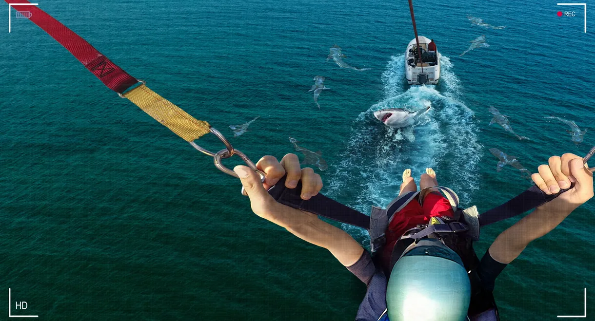 Caught! Sharks Strike Back