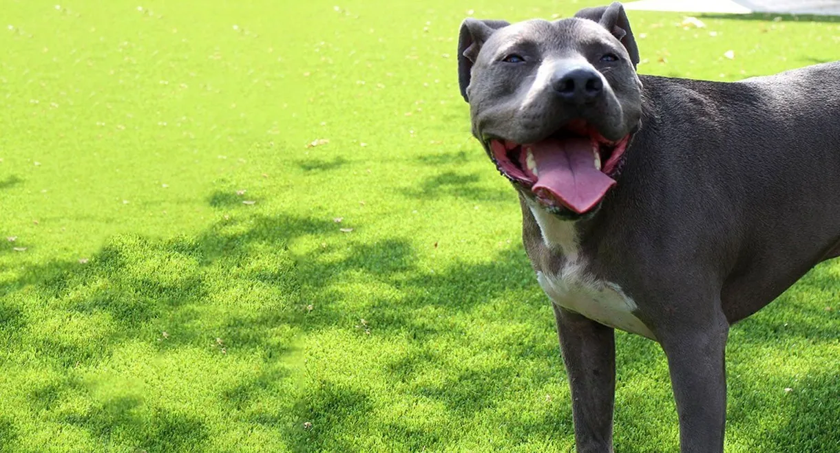 Cesar Millan: Love My Pit Bull