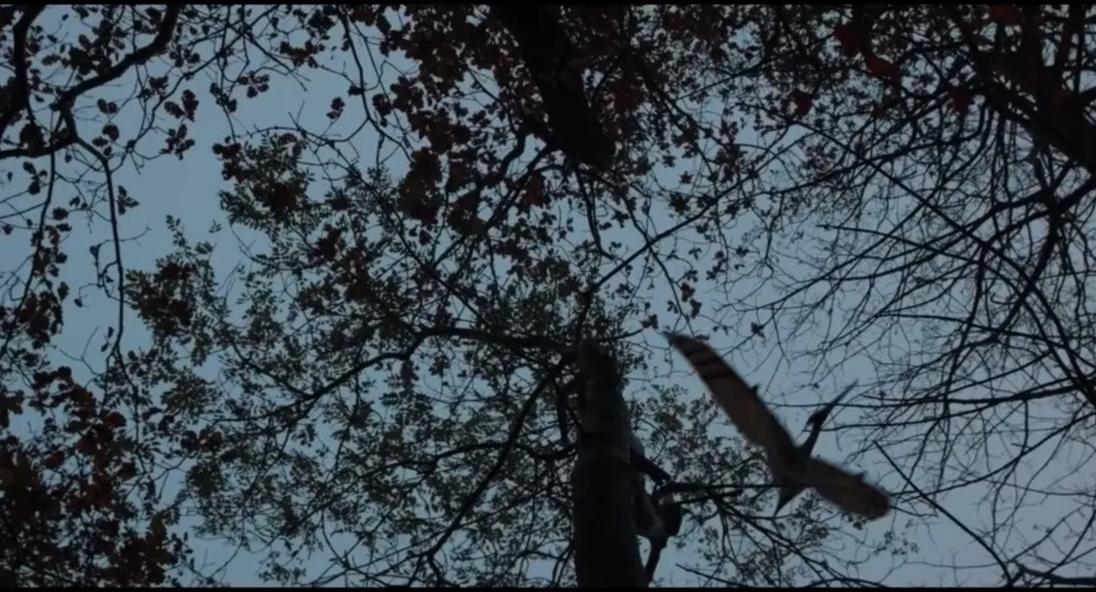 Dinosaur Hunt