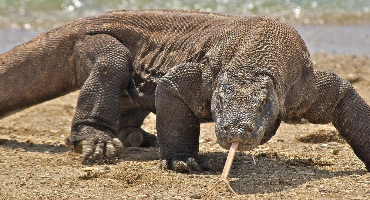 Nature's Biggest Beasts