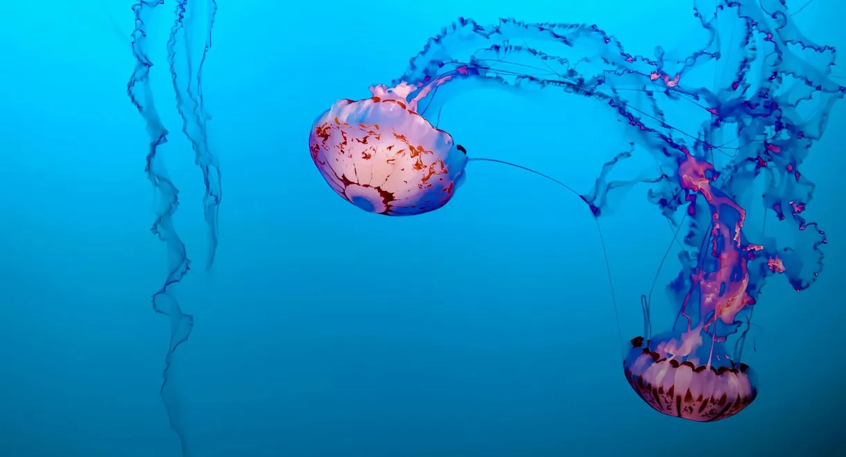 Jellyfish, The new Rulers of the Ocean