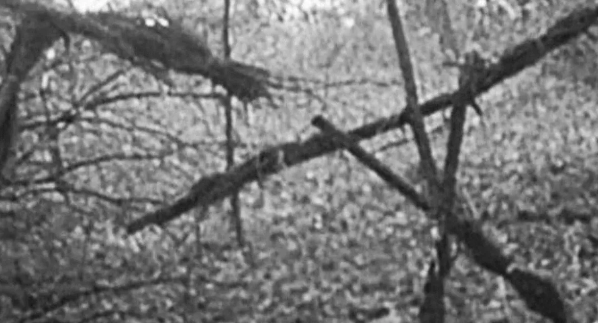 The Blair Witch Project