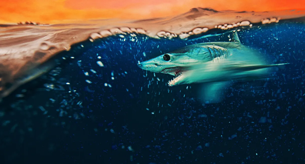 Mako Mania: Battle for California