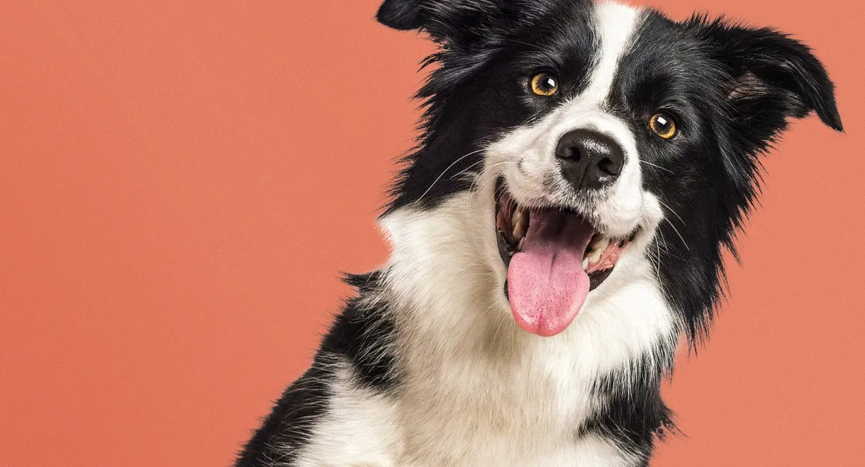 Say It Through the Dog