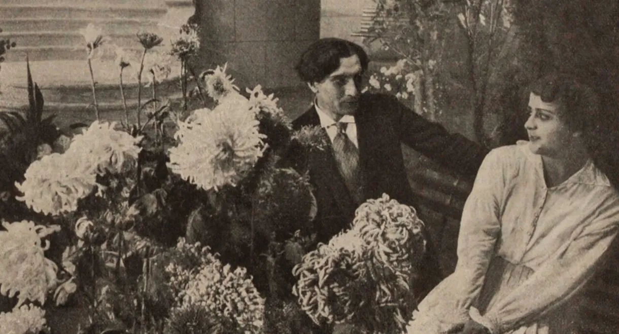 Long Gone are Chrysanthemums in a Garden