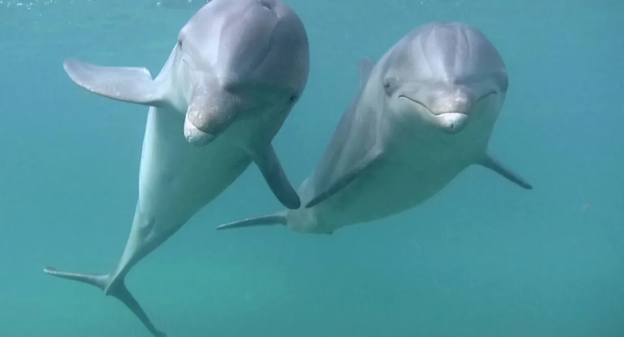 Dolphins