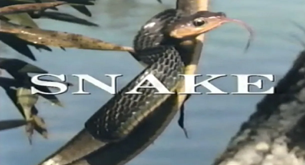 Predators of the Wild: Snake