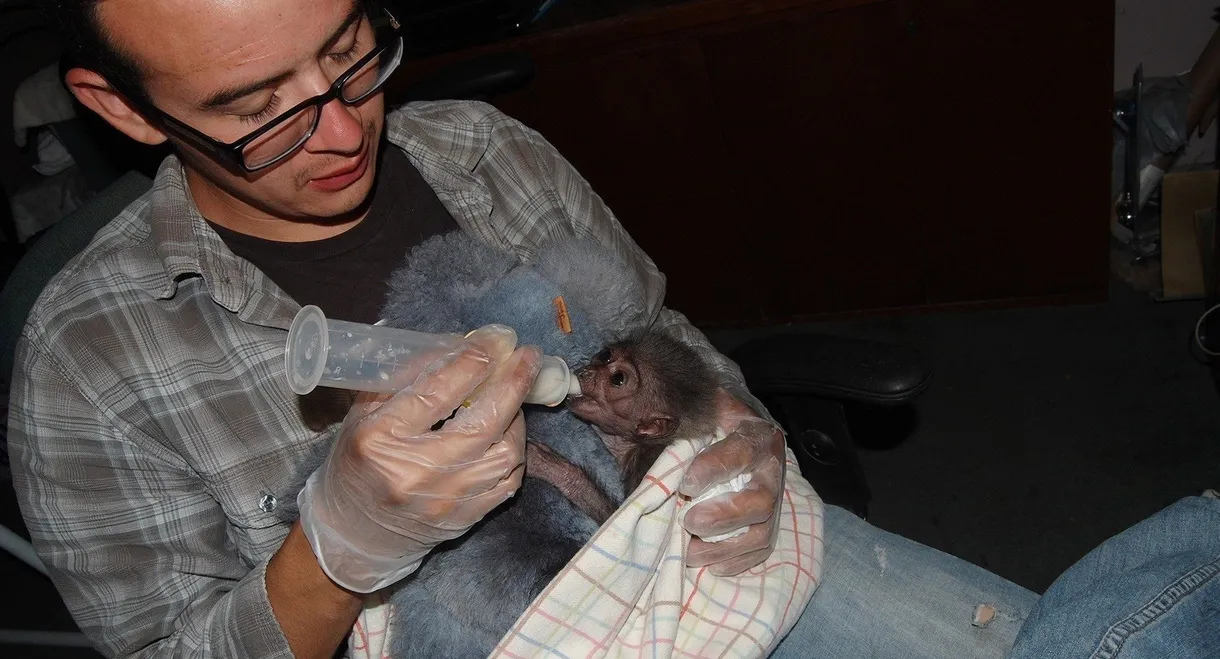 The Center: Gibbons and Guardians