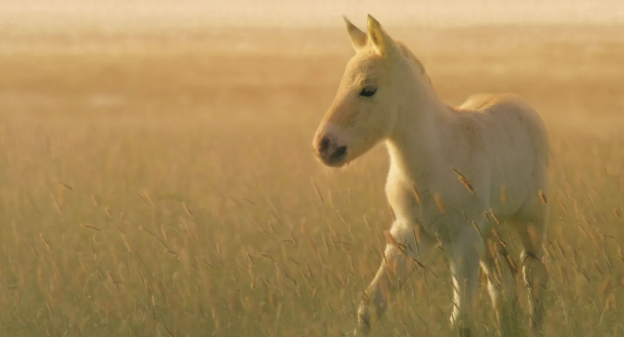 Wild Horses - A Tale From The Puszta