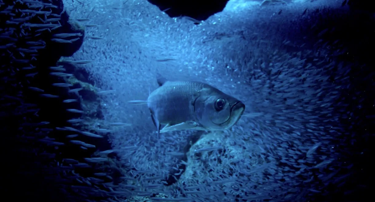 Atlantic: The Wildest Ocean on Earth