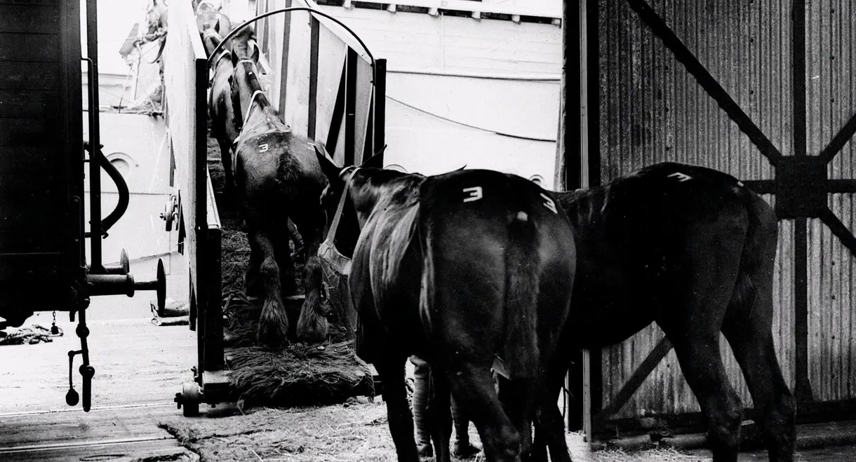 Clydesdale: Saving the Greatest Horse