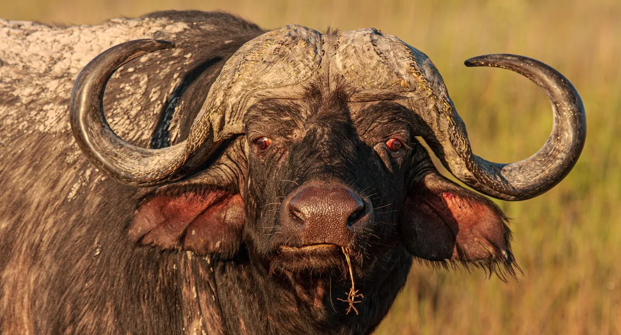 Blood Rivals: Lion vs Buffalo