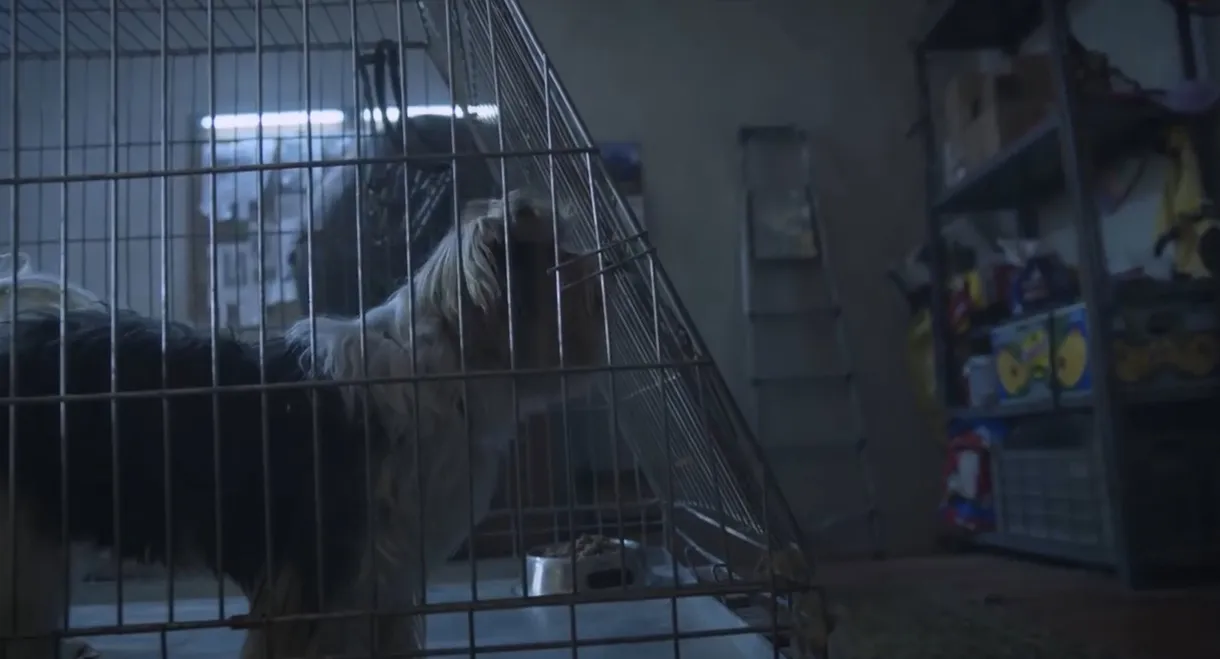 Becsületes megtaláló