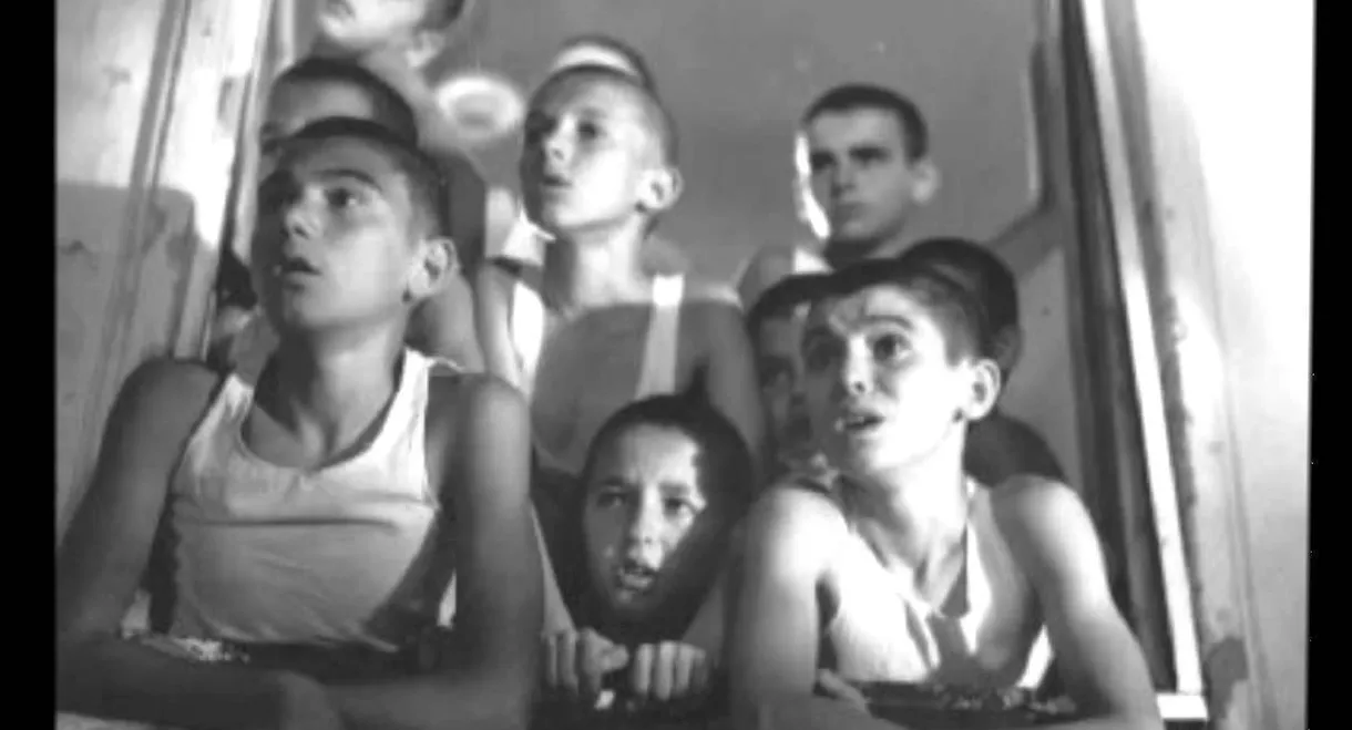 Red Poppies on the Wall