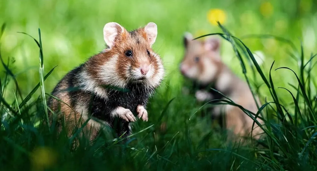 Geheimnisvolle Parktiere - Wildes Leben in der Stadt