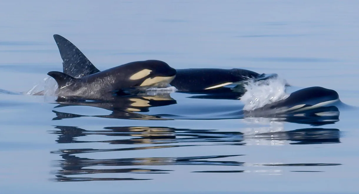 Orcas - Life in Black and White