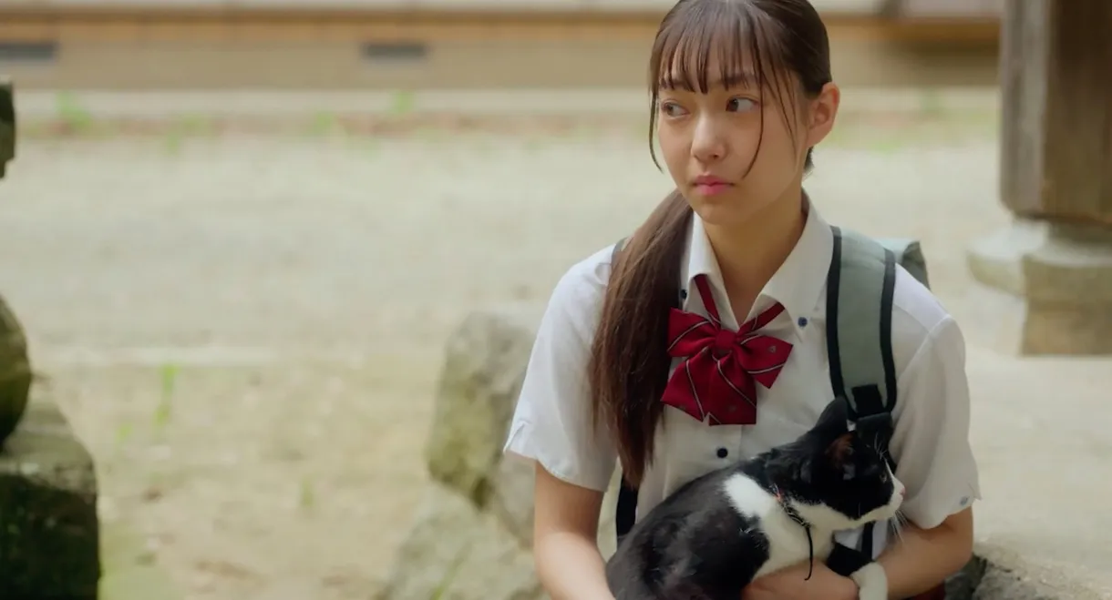 The Cat, Me and Another Cat