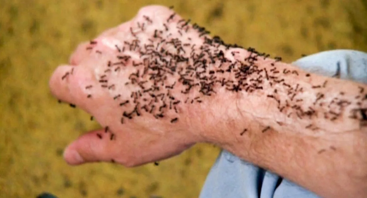 It Happened at Lakewood Manor