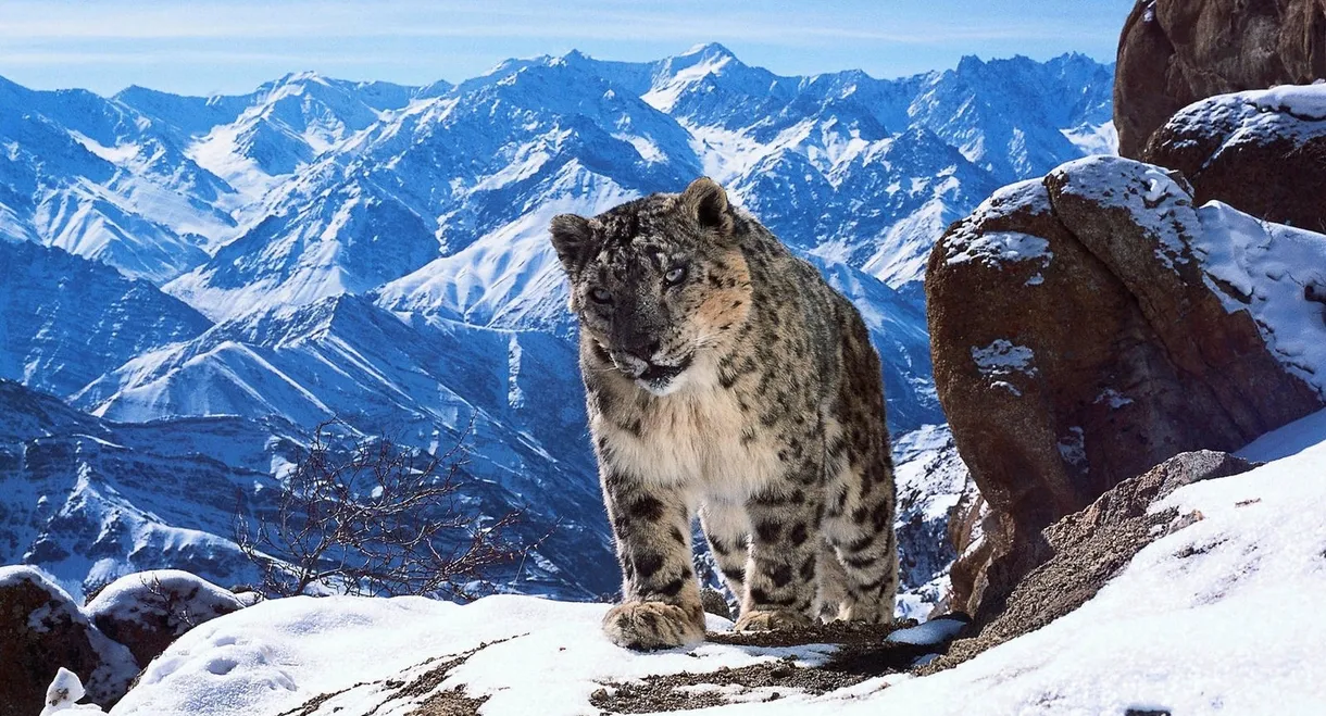 Planète animale 2 : Survivre