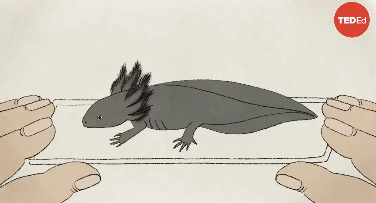 These Salamanders Snack on Each Other (But Don't Die)