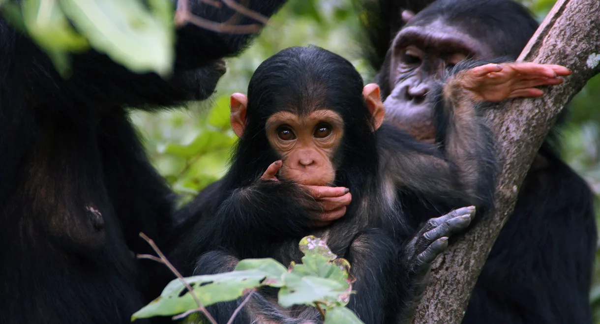 Jane Goodall: Saving Paradise