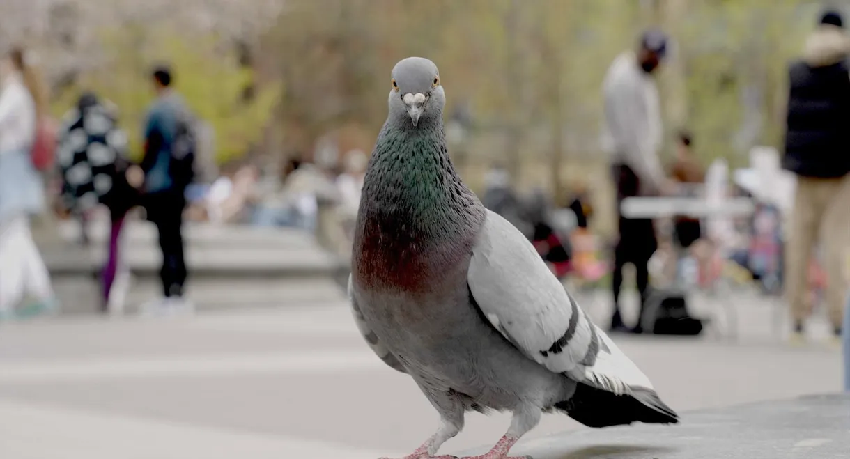 The Pigeon Hustle