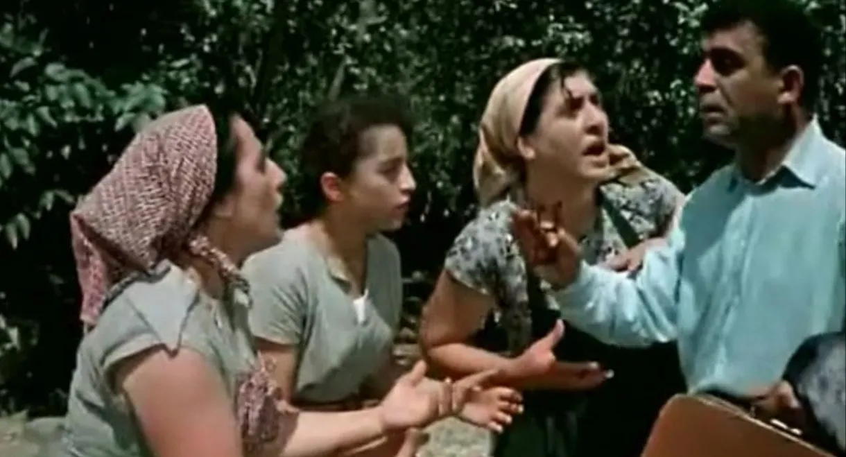 Son-in-law without Diploma