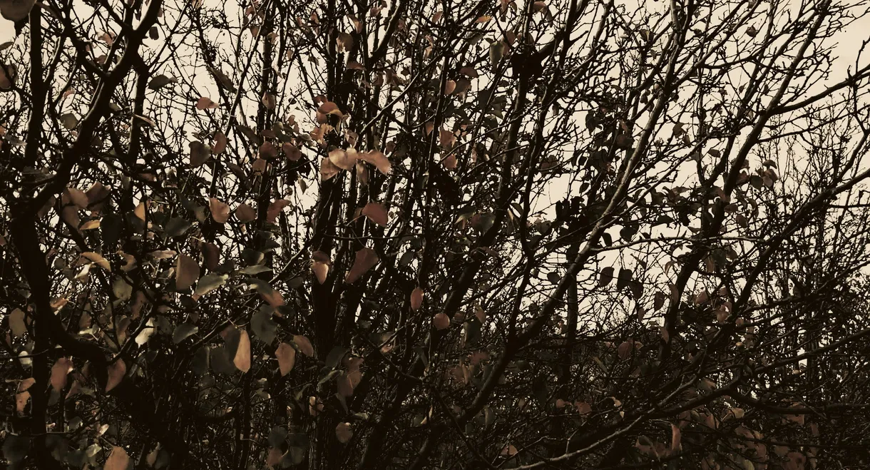 Meshes of an Autumn Afternoon