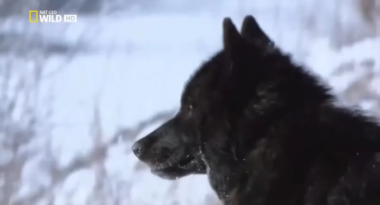 The Rise of Black Wolf