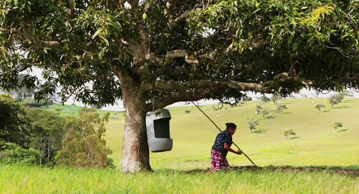News from São Paulo