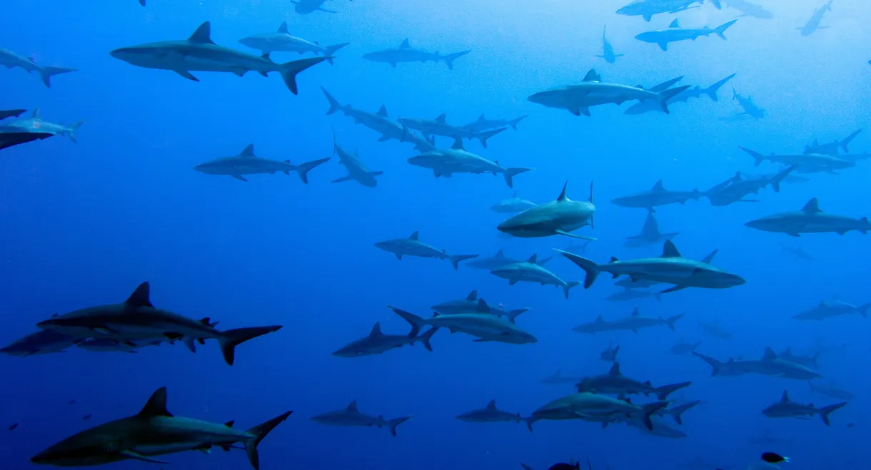 United Sharks of America