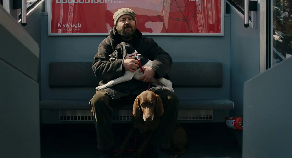 Snowflakes in my Yard