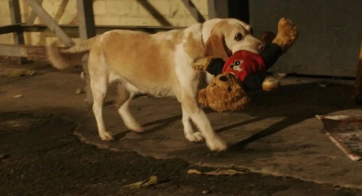 Aussie and Ted's Great Adventure