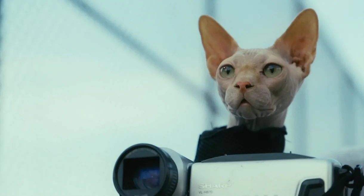 Don't Come Home Before Midnight