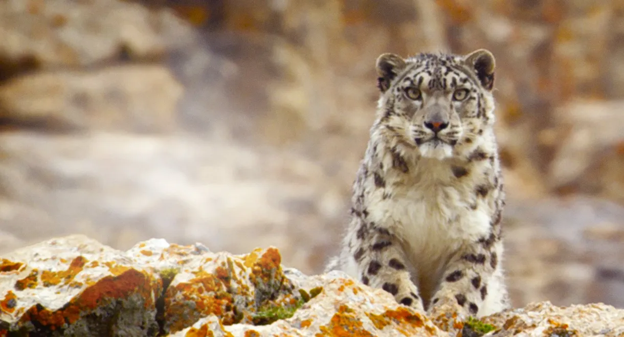 Ghost of the Mountains