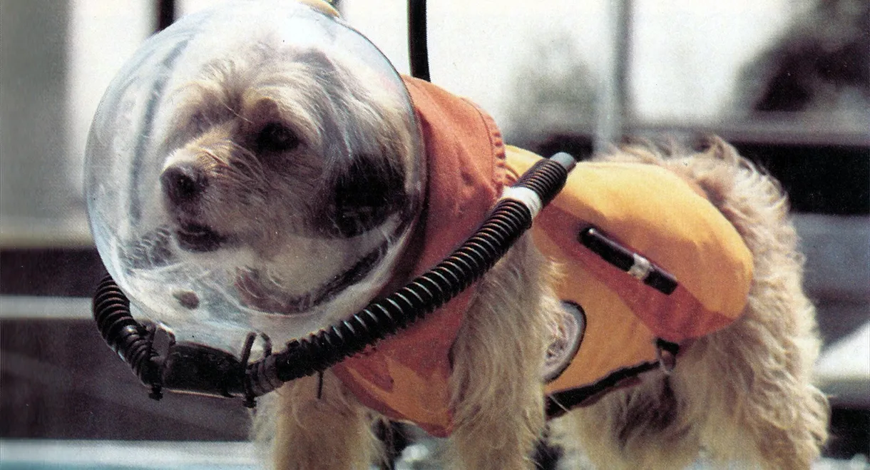 Benji (Takes a Dive) at Marineland