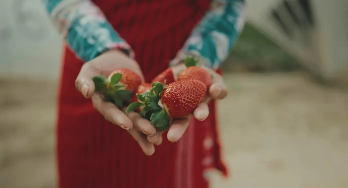 Bittere Früchte - Ausbeutung in der Landwirtschaft