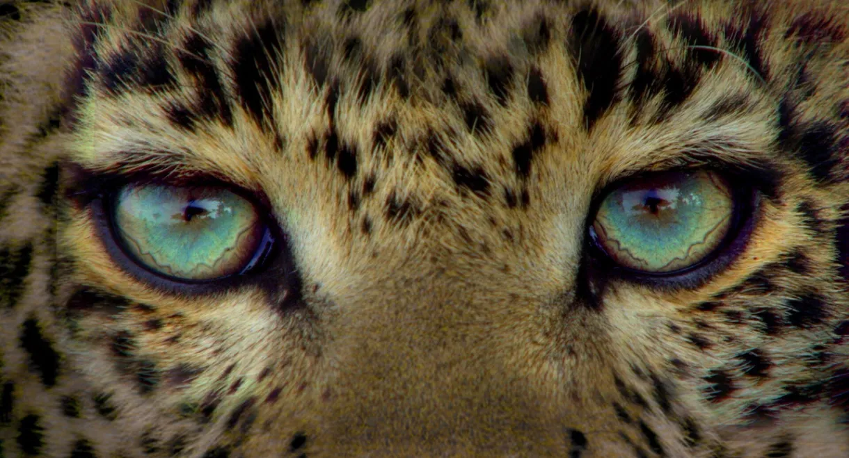 Jade Eyed Leopard