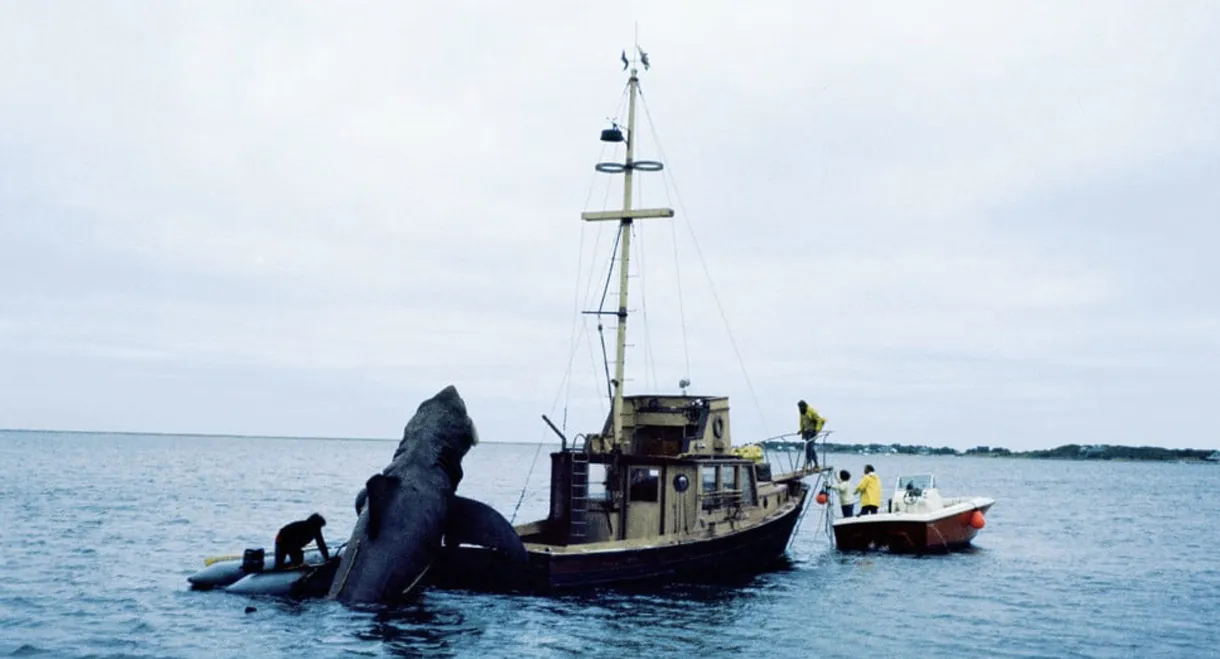 In the Teeth of Jaws