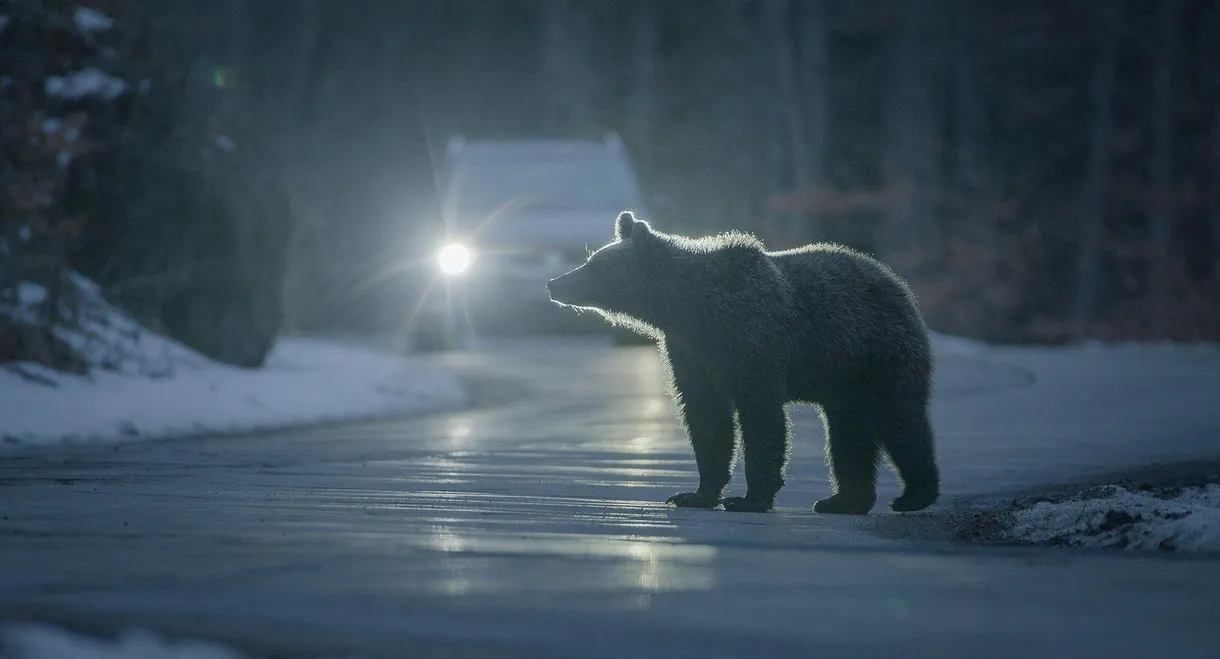 Backyard Bears of Transylvania