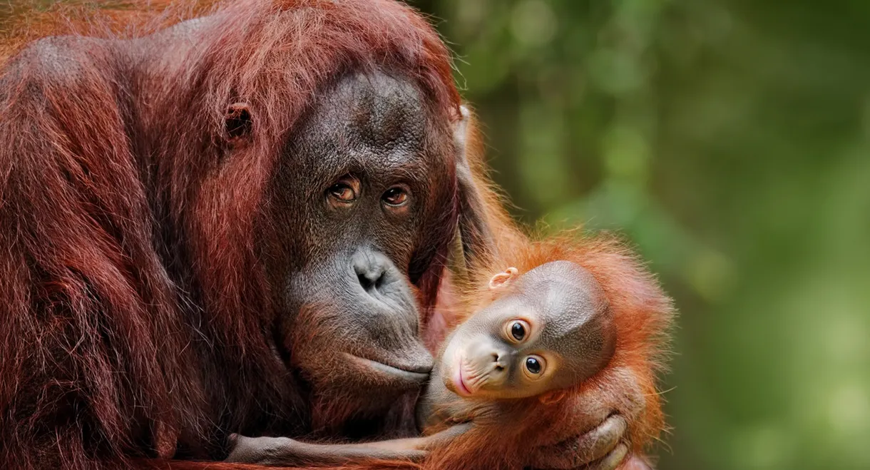 Escape from Extinction