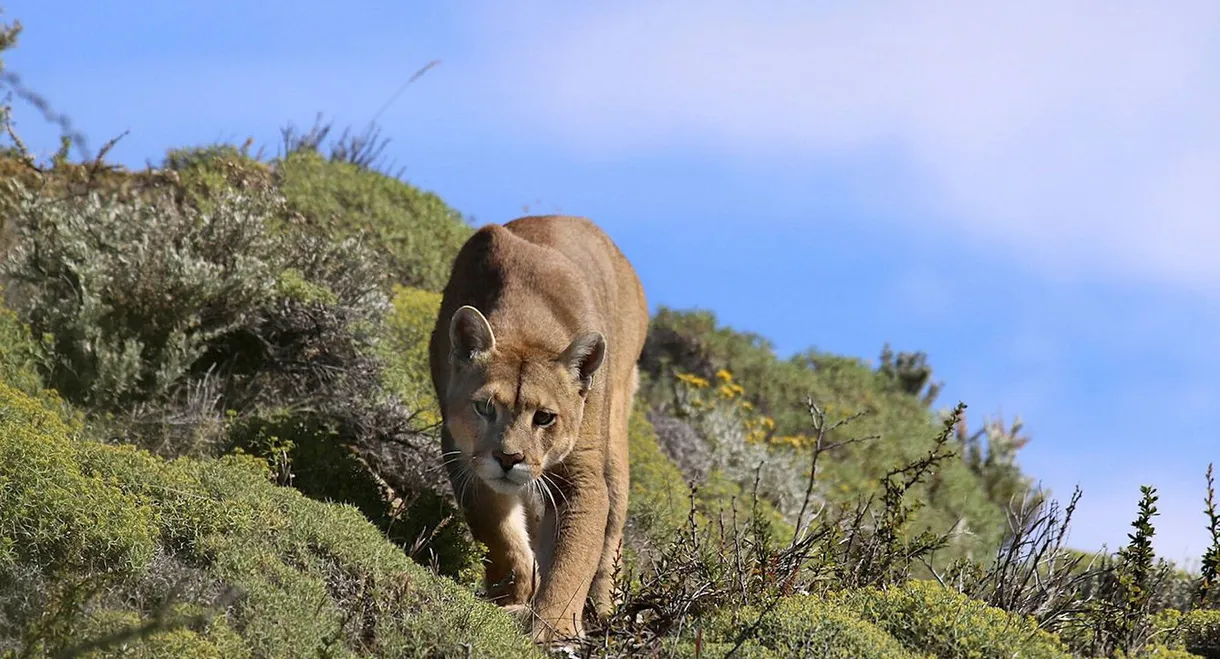 Puma: Lion of the Andes