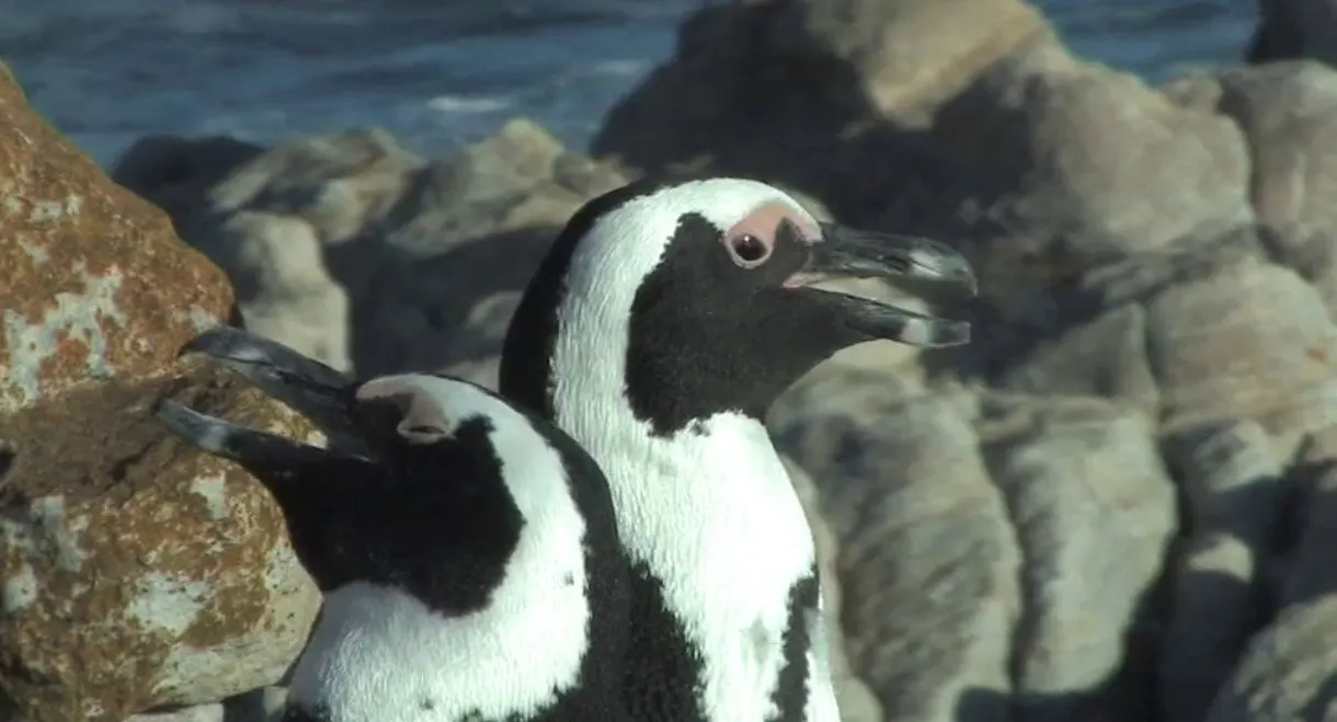 The African Penguin