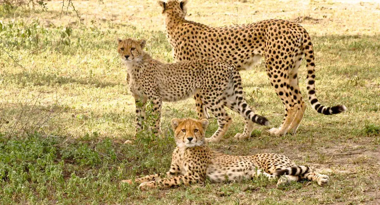 Serengeti Speed Queen