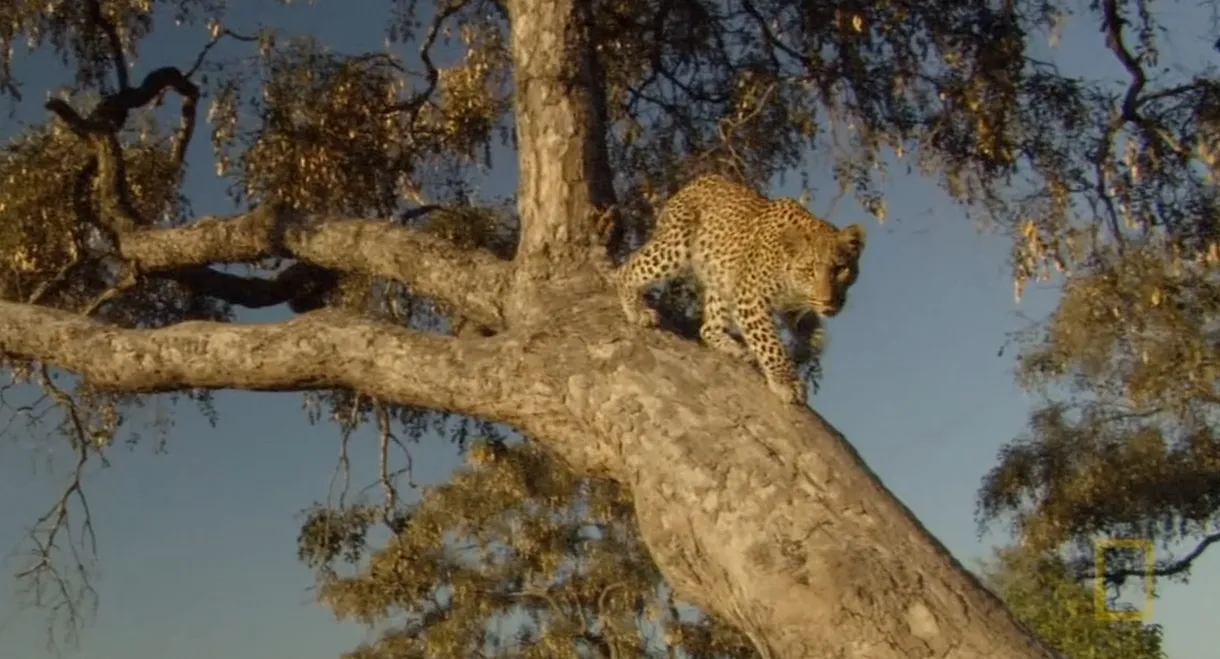 Eye of the Leopard: Revealed