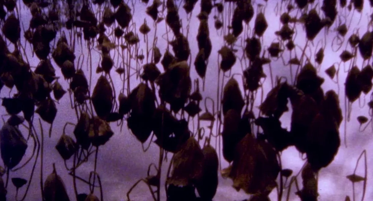 Hiroshima - Nagasaki