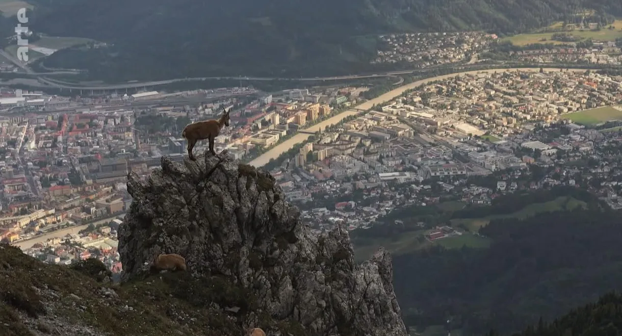 Wildes Innsbruck: Zwischen Moderne und alpiner Wildnis