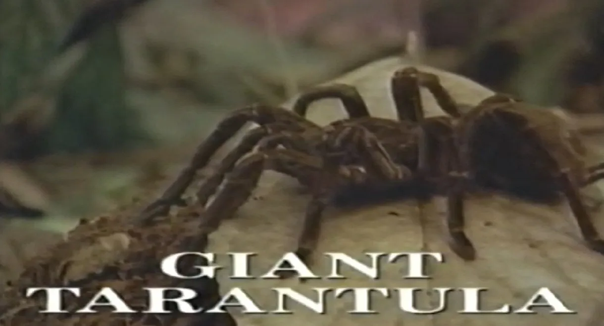 Predators of the Wild: Giant Tarantula