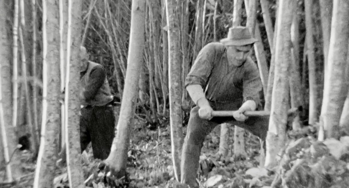 The Felling of the Forest